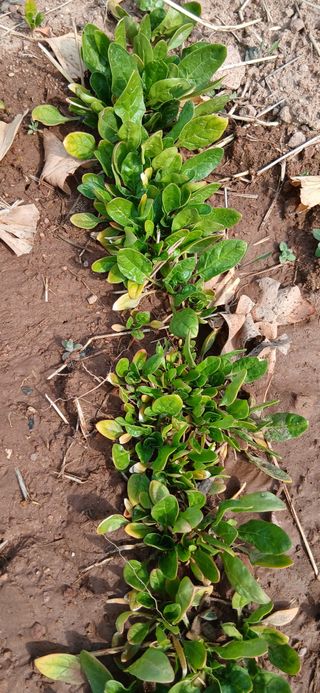 정연섭님의 기타작물 · 영농일지 작성글 사진