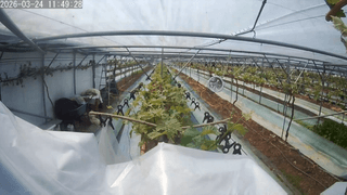 서대산향수님의 포도 · 영농일지 작성글 사진