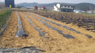 최춘득 청대산 님의 감자 · 영농일지 작성글 사진