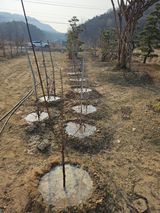 팜모닝 기타작물·영농일지 게시글 이미지