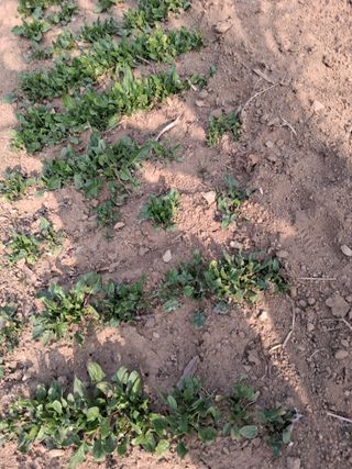 최한기님의 기타작물 · 영농일지 작성글 사진