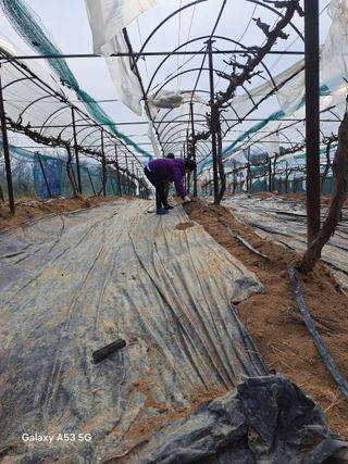 조연만님의 포도 · 영농일지 작성글 사진