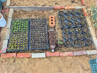 김용민님의 기타작물 · 영농일지 작성글 사진