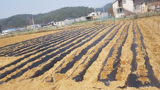 최춘득 청대산 님의 감자 · 영농일지 작성글 사진