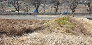 정천복님의 기타작물 · 영농일지 작성글 사진