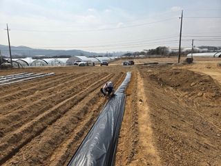 장은주님의 옥수수 · 영농일지 작성글 사진