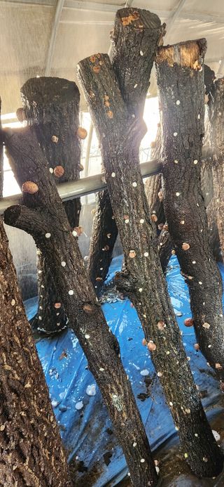 최군환님의 버섯 · 영농일지 작성글 사진