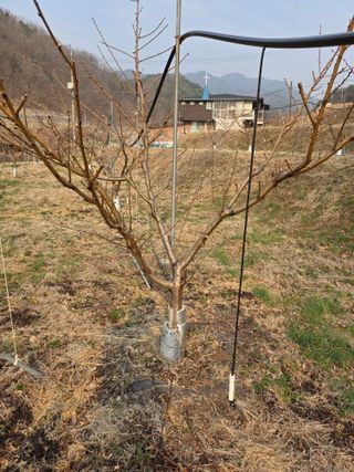 김재현님의 복숭아 · 영농일지 작성글 사진