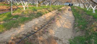 달맛햇복숭아농원님의 복숭아 · 영농일지 작성글 사진