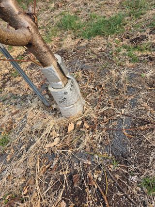 김재현님의 복숭아 · 영농일지 작성글 사진