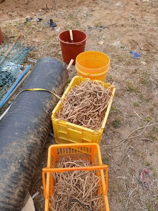 거창두릅농원김성희님의 두릅 · 영농일지 작성글 사진