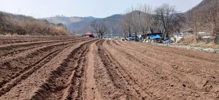 정연섭님의 상추 · 영농일지 작성글 사진