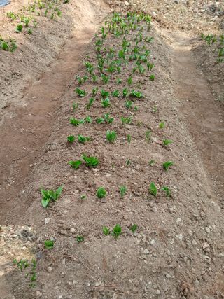 인생은 소풍처럼~님의 기타작물 · 영농일지 작성글 사진