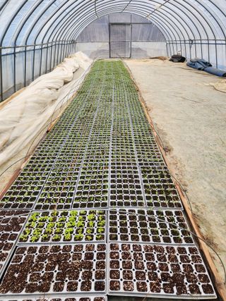 김정기 님의 고추 · 영농일지 작성글 사진