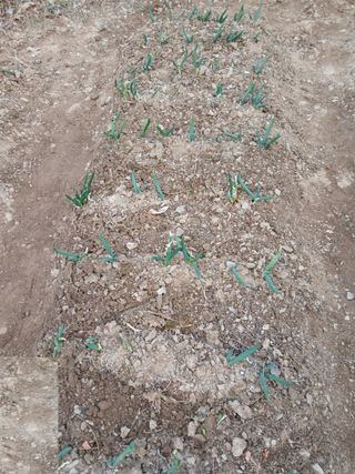 인생은 소풍처럼~님의 기타작물 · 영농일지 작성글 사진