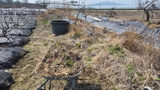 늘푸른 농장주님의 기타작물 · 영농일지 작성글 사진