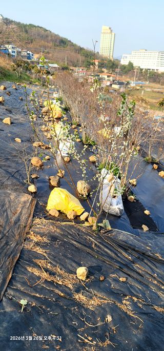 박종화님의 기타작물 · 영농일지 작성글 사진