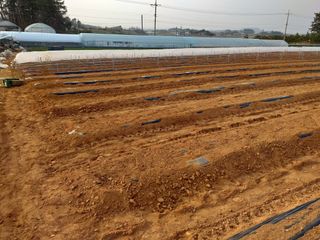 박웅님의 고추 · 영농일지 작성글 사진