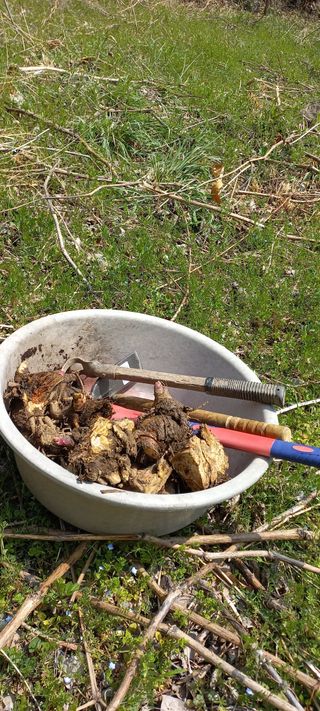 정석채님의 두릅 · 영농일지 작성글 사진