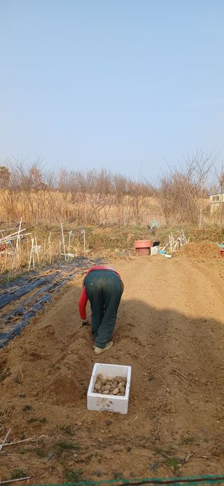 손성금님의 감자 · 영농일지 작성글 사진