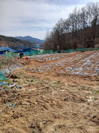 거창두릅농원김성희님의 두릅 · 영농일지 작성글 사진