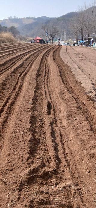 정연섭님의 상추 · 영농일지 작성글 사진