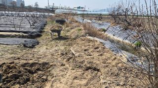 늘푸른 농장주님의 기타작물 · 영농일지 작성글 사진