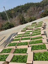 팜모닝 고추·영농일지 게시글 이미지