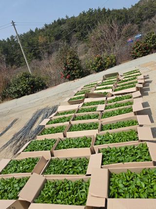 고추농사 정 미라님의 고추 · 영농일지 작성글 사진