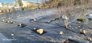 박종화님의 기타작물 · 영농일지 작성글 사진