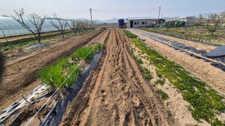 산수화풍님의 기타작물 · 영농일지 작성글 사진