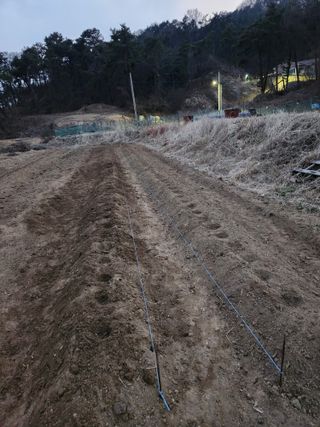 늘해랑농원님의 감자 · 영농일지 작성글 사진