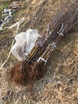 팜모닝 사과·영농일지 게시글 이미지