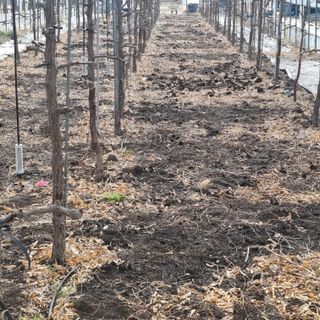 오학봉(멀티팜)님의 기타작물 · 영농일지 작성글 사진