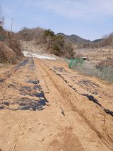 팜모닝 두릅·영농일지 게시글 이미지