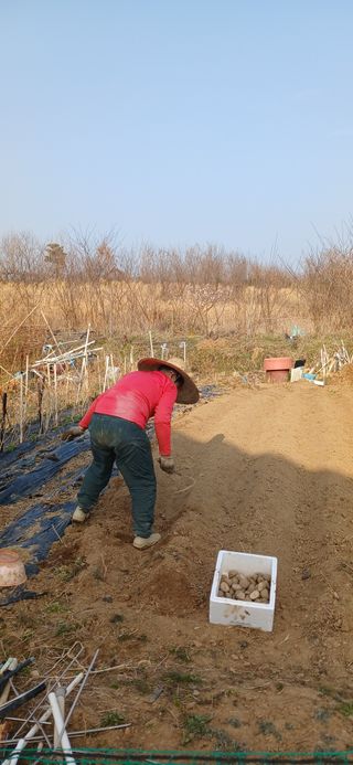 손성금님의 감자 · 영농일지 작성글 사진