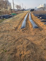 팜모닝 고추·영농일지 게시글 이미지