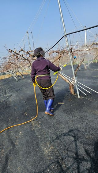 김인하님의 복숭아 · 영농일지 작성글 사진