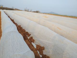 박웅님의 고추 · 영농일지 작성글 사진