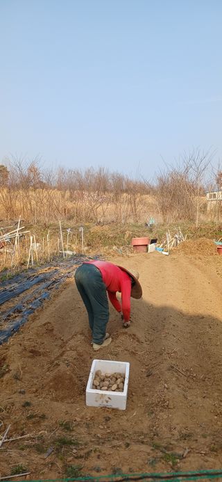 손성금님의 감자 · 영농일지 작성글 사진