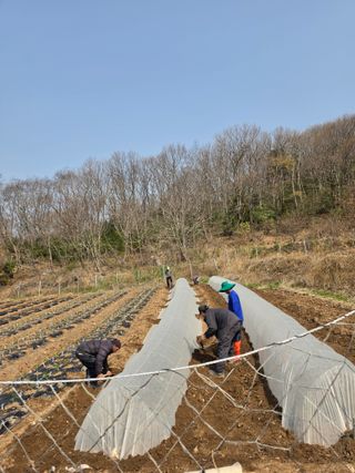 고추농사 정 미라님의 고추 · 영농일지 작성글 사진