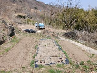한골머스마님의 기타작물 · 영농일지 작성글 사진