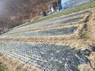 전선경님의 기타작물 · 영농일지 작성글 사진