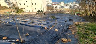 박종화님의 기타작물 · 영농일지 작성글 사진