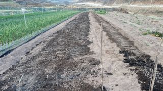 김동명님의 고추 · 영농일지 작성글 사진