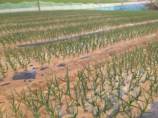 박웅님의 고추 · 영농일지 작성글 사진