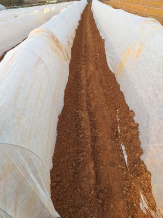 박웅님의 고추 · 영농일지 작성글 사진