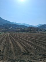 팜모닝 옥수수·영농일지 게시글 이미지