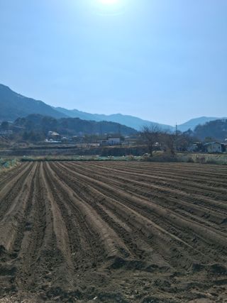 경철님의 옥수수 · 영농일지 작성글 사진