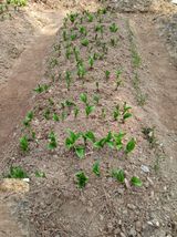 팜모닝 기타작물·영농일지 게시글 이미지